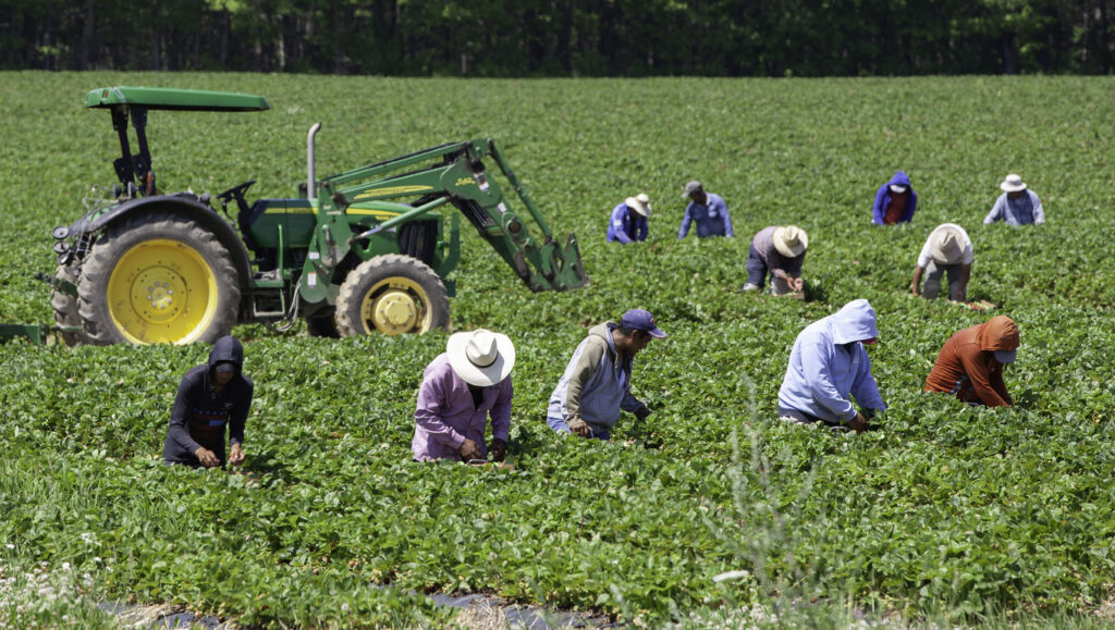 Mexican migrant workers picking strawberries on Ile d'Orleans.